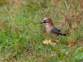 Il cherche sa pitance