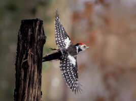 Le drapeau à damier