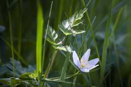 Le rayon de soleil du printemps