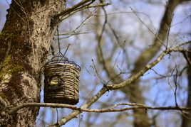 cabane dans les arbres