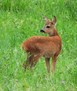 bientot je serai grand