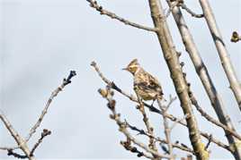 Alouette gentille alouette