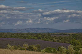 Champs de lavande