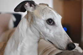 Whippet