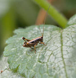Miniature connectée