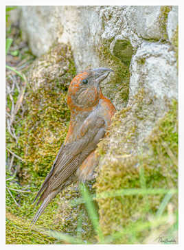 Bec-croisé-des-sapins à la fontaine