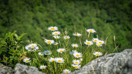 Marguerites