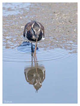 Aujourd'hui c'est spaghettis ! Vanneau Huppé