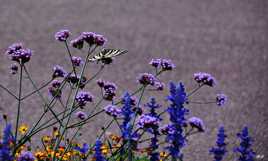 Milieu propice au butinage