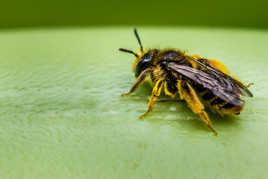 Jeune abeille