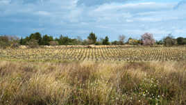 Promenade dans les vignes