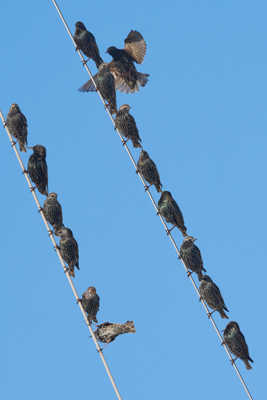 La diagonale des étourneaux.