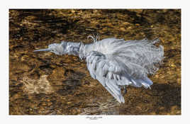 Aigrette garzette en mode essorage