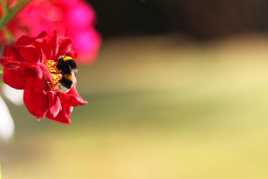 la belle et l'abeille