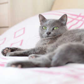 Naturellement Tranquille