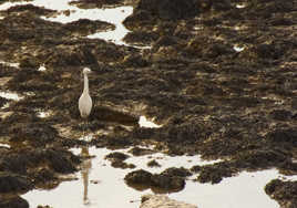 Une aigrette surveille son dîner