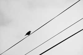 Bird B&W