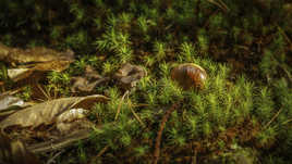 Automne en Cévennes