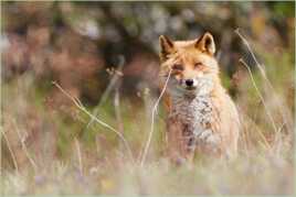 Sauvagement vôtre !