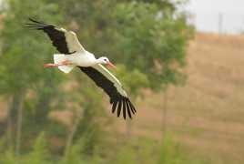 cigogne sous la pluie