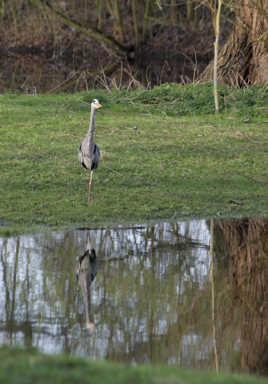 Heron