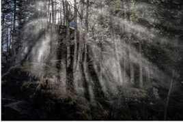 arbres de la cascade