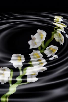 Mon muguet prend l'eau