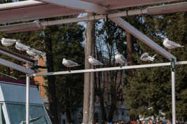 distanciation respectée