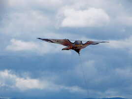 Les nouveaux rapaces