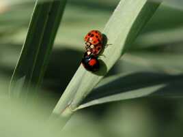 Voyeur de coccinelle