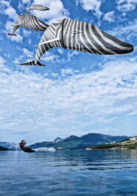 Parmi les baleines zébrées