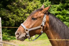 Portrait... pas si bête!