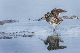 Bécassine des marais