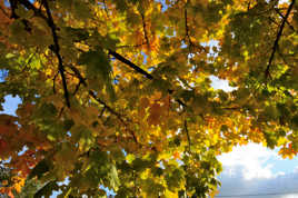 L'Automne vue de dessous