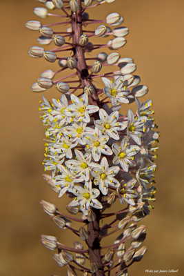 Charibdis détaillé