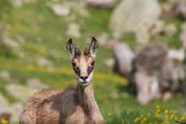 jeune chamois