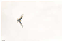 Hirondelle de rocher en contre jour soleil de face