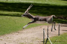 Saut surprise de gazelle