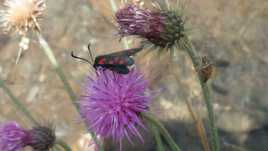 le rose ,le rouge et le noir