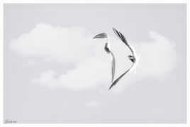 Bagarre de Sterne pierregarin