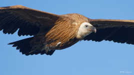 Dans l'oeil du fauve...