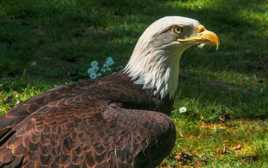 Aigle.