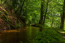 Ruisseau dans le sous-bois.