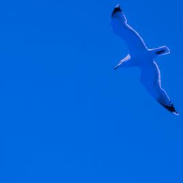 mouette Rieuse