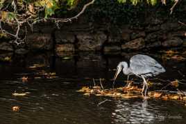 Heron heron petitpatapon