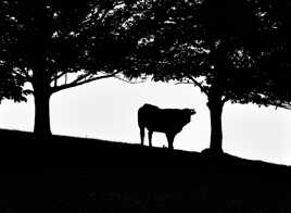 La vache noir