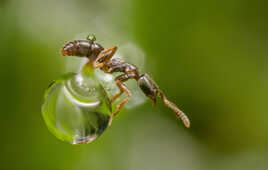 Petite Fourmi acrobate!