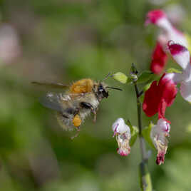 Moment nature au jardin