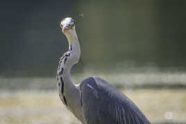 je t'ai à l'oeil ....BZZZZ ... le retour !