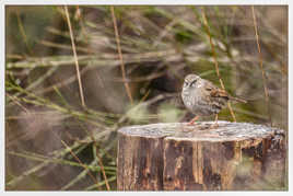 Le petit roi sur son trône. Accenteur Mouchet